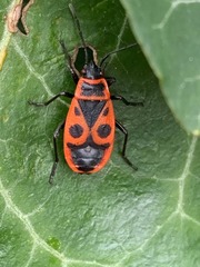 Pyrrhocoris apterus