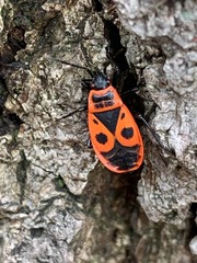 Pyrrhocoris apterus