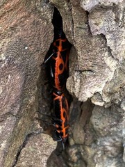 Pyrrhocoris apterus