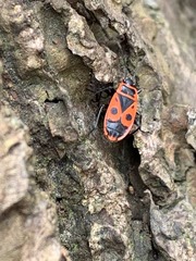 Pyrrhocoris apterus
