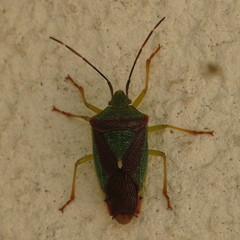 Acanthosoma spinicolle