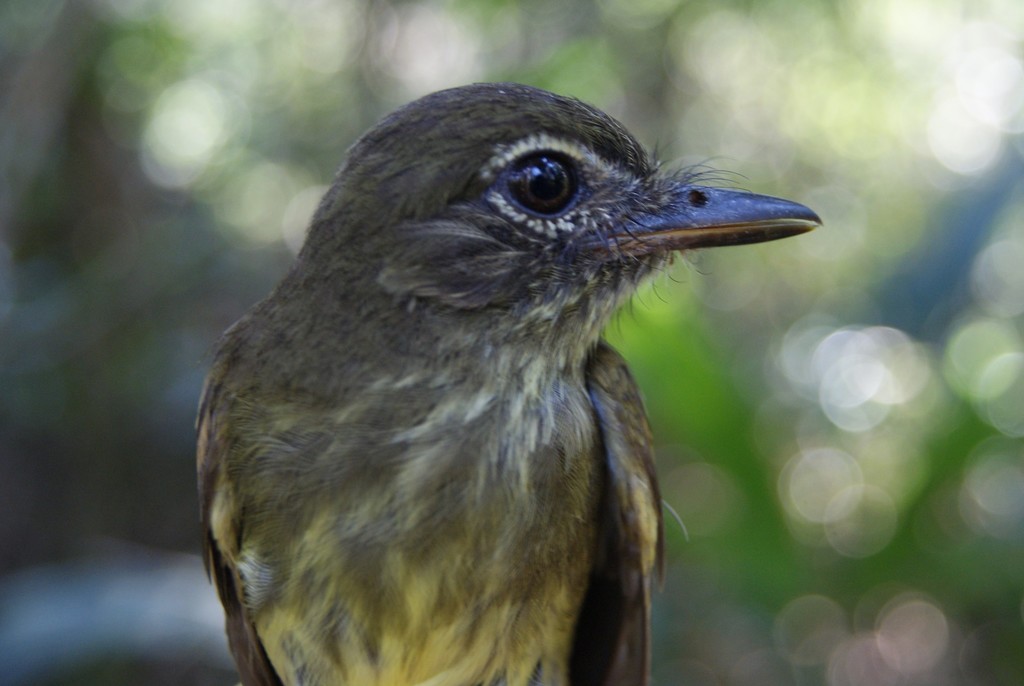 Dusky-tailed Flatbill photo