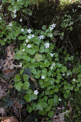 Kumlienia hystricula