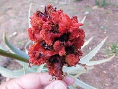 Aceria aloinis