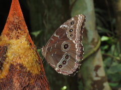 Morpho helenor peleides