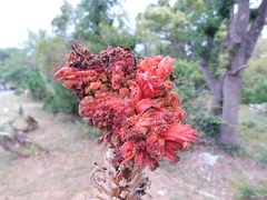 Aceria aloinis