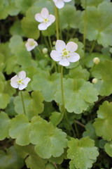 Kumlienia hystricula