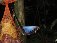 Morpho helenor peleides