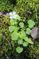 Kumlienia hystricula