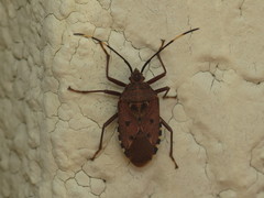 Urochela quadrinotata