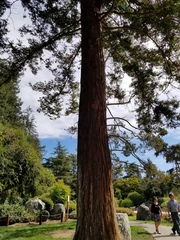 Sequoia sempervirens