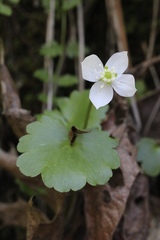 Kumlienia hystricula