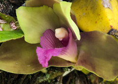 Bifrenaria inodora