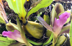 Bifrenaria inodora
