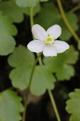 Kumlienia hystricula