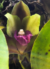 Bifrenaria inodora