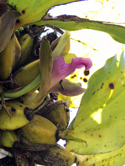 Bifrenaria inodora