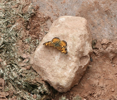 Phyciodes mylitta arizonensis