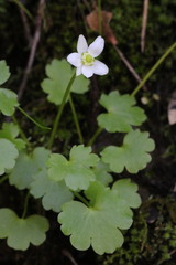 Kumlienia hystricula