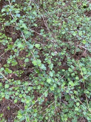 Ribes echinellum