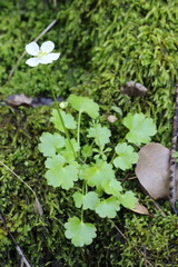 Kumlienia hystricula