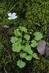 Kumlienia hystricula