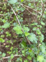 Ribes echinellum
