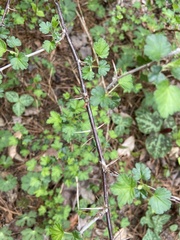 Ribes echinellum