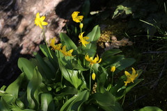 Erythronium tuolumnense