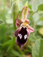 Ophrys reinholdii