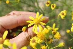 Senecio riddellii