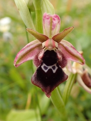 Ophrys reinholdii