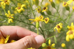 Senecio riddellii
