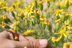 Senecio riddellii