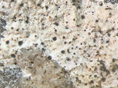 Thelidium papulare f. papulare image