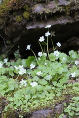 Kumlienia hystricula