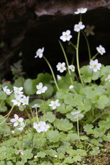 Kumlienia hystricula