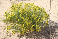 Senecio riddellii
