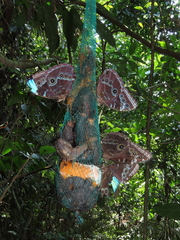 Morpho helenor peleides