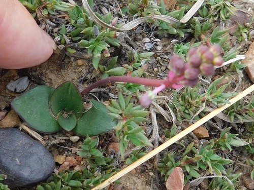 Ledebouria weberi
