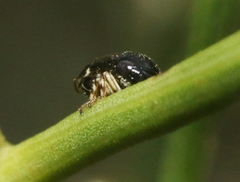 Clastoptera lineatocollis