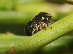 Clastoptera lineatocollis