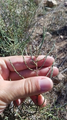 Hammada articulata