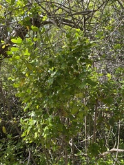 Coprosma repens