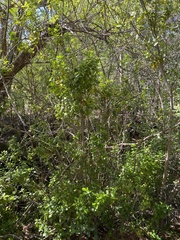 Coprosma repens