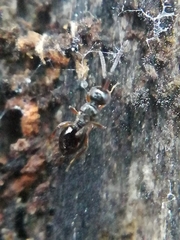 Conostigmus