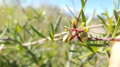 Periploca laevigata angustifolia