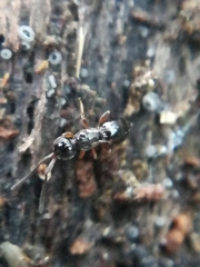 Conostigmus