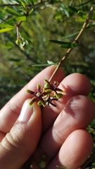Periploca laevigata angustifolia