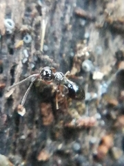 Conostigmus